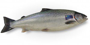 Analyse nutritionnelle - Les bienfaits du saumon de France