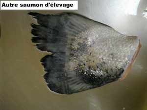 Reconnaitre un saumon de france - Queue d'un autre saumon d'élevage