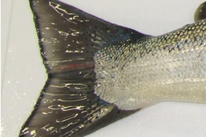 Reconnaitre un saumon de france - Queue de saumon de France